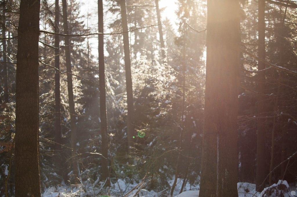 2015-online_0031_hands-on_canon-100-400mm_023