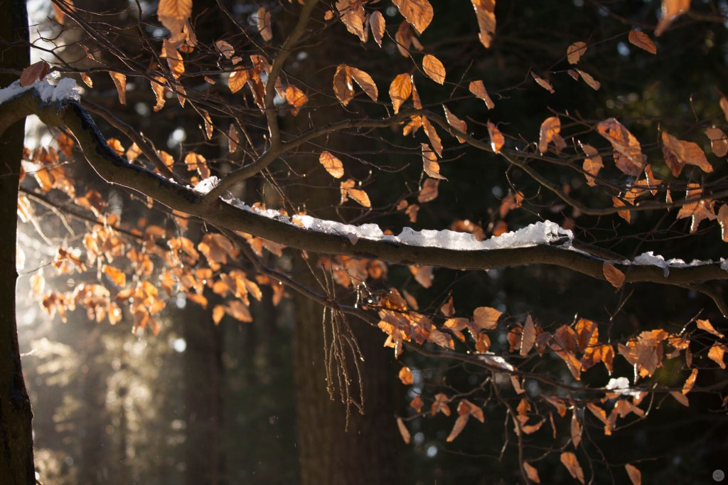 2015-online_0032_hands-on_canon-100-400mm_024