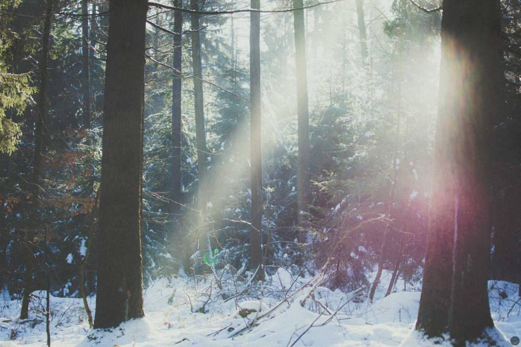 2015-online_0085_winterkitsch