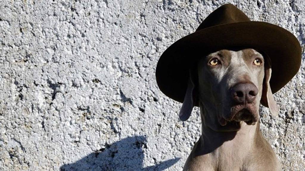 GibA: Dani de los Muros –&nbsp;Bruma