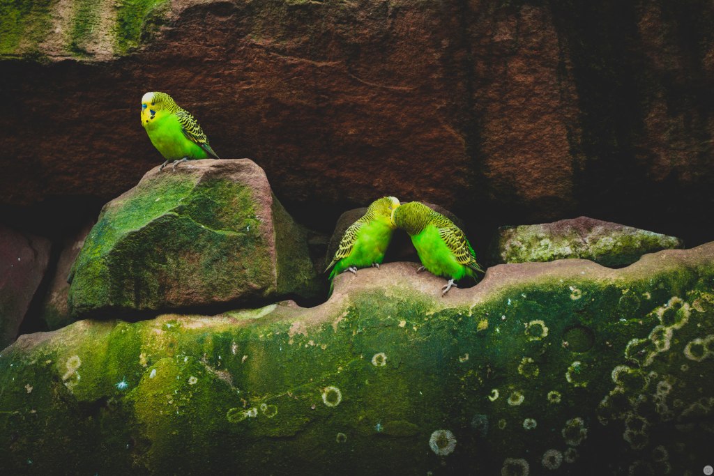 2015-online_0143_eyes-closed-kissing_002