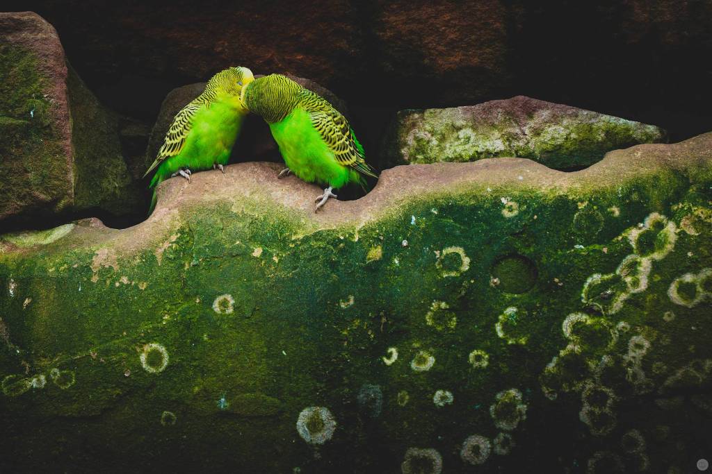 Schliessen Vögel beim Küssen die&nbsp;Augen?