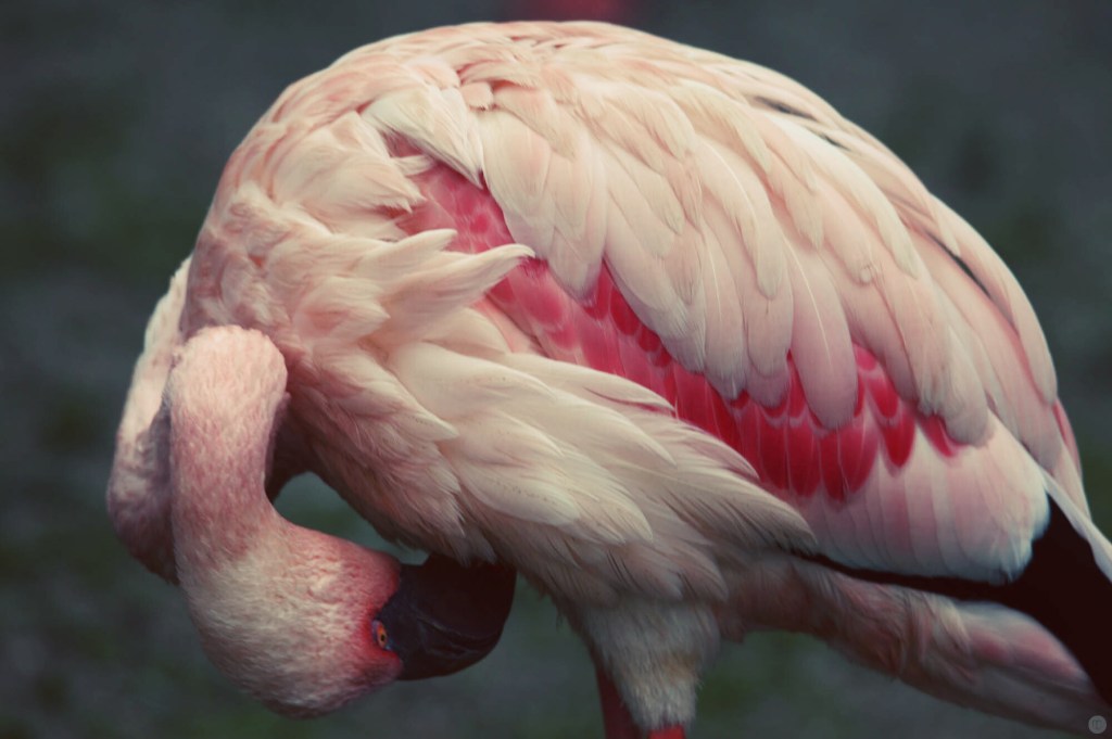 technik-tipp_schaerfe02_flamingo-001