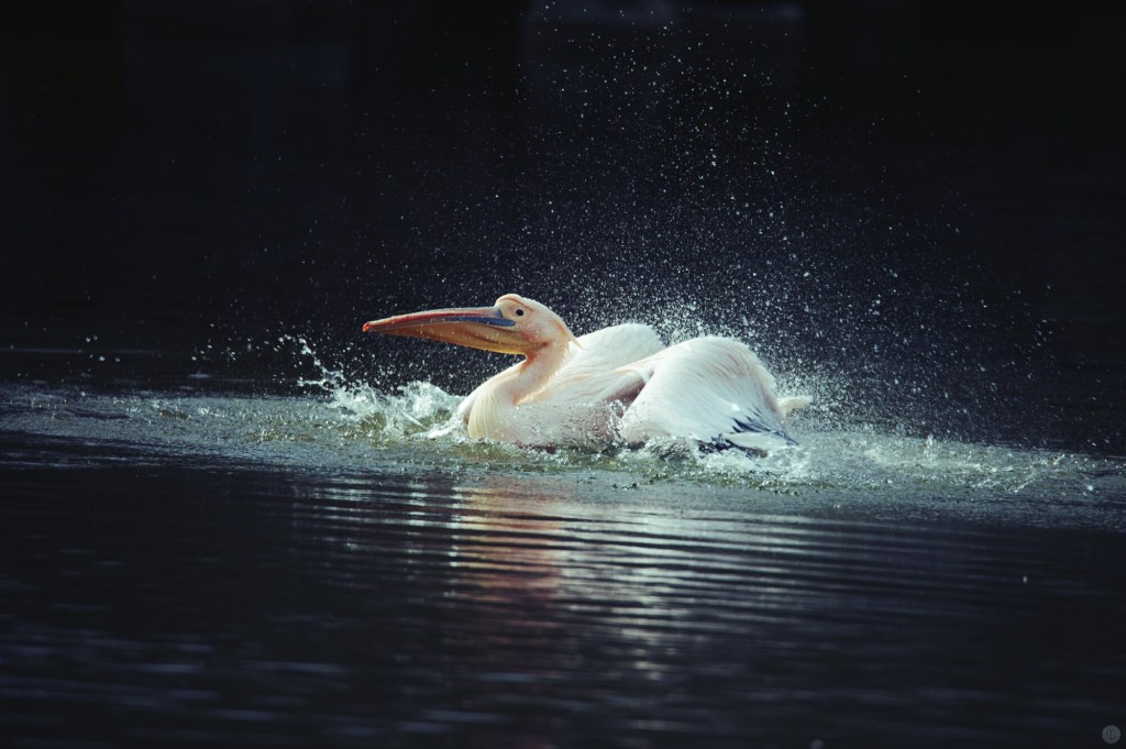 technik-tipp_schaerfe02_pelikan-001