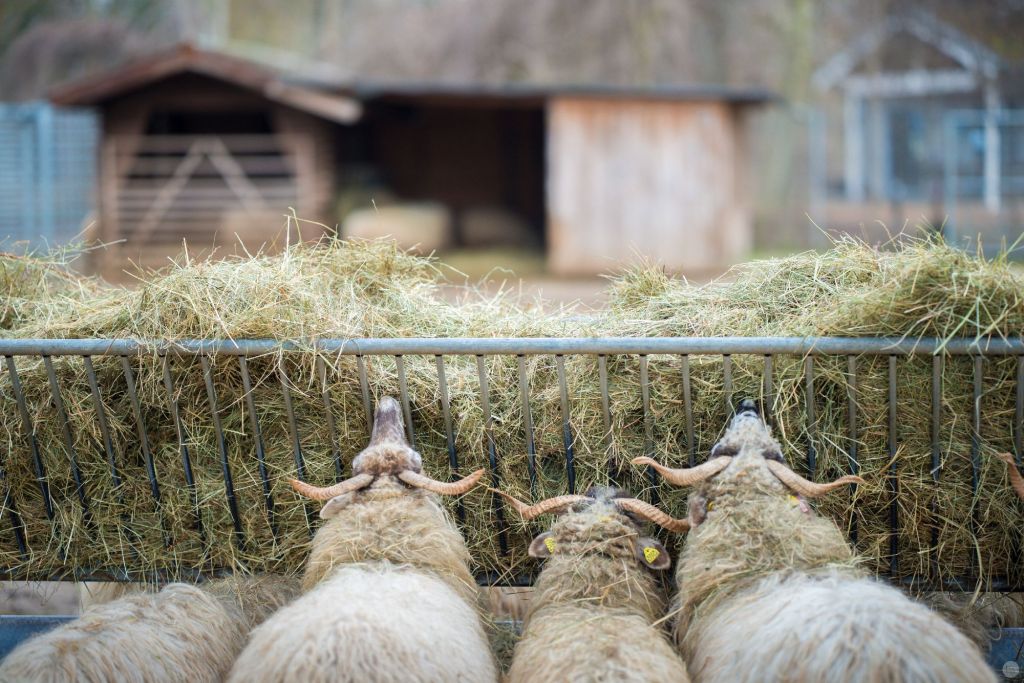 2015-online_0147_hands-on_zeiss-otus-85f14_003