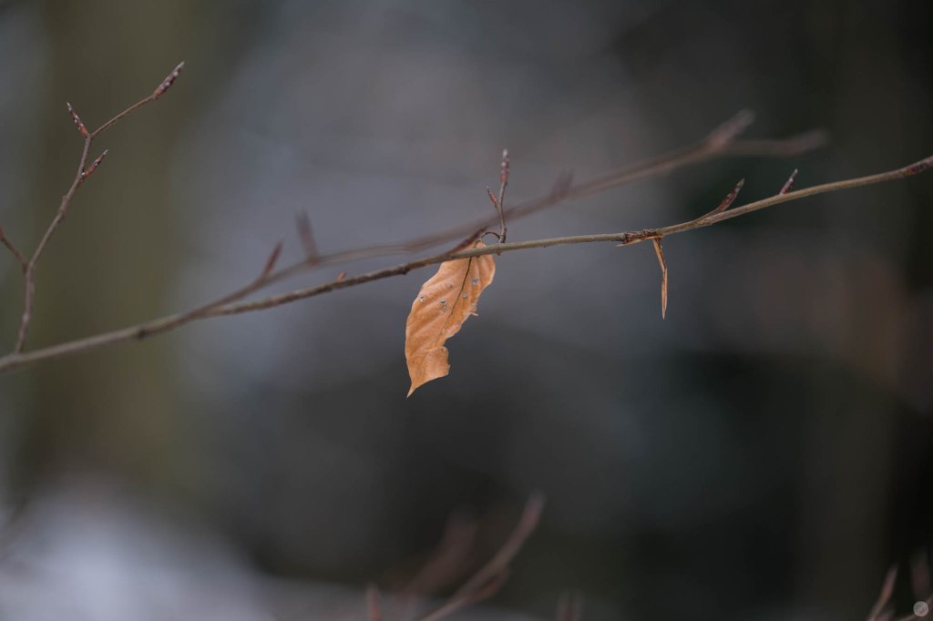 2015-online_0243_hands-on_fujinon-50-140-f28_030