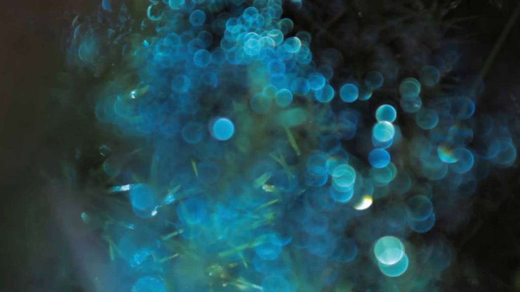 Projections in the Forest&nbsp;[KW12/2015]