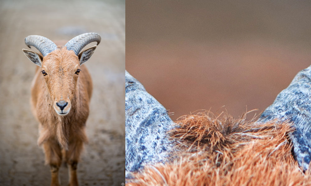 hands-on_zeiss-otus-85f14_bock