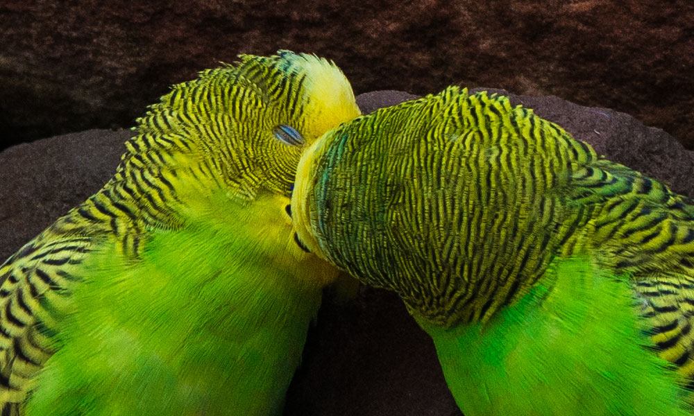 hands-on_zeiss-otus-85f14_voegel