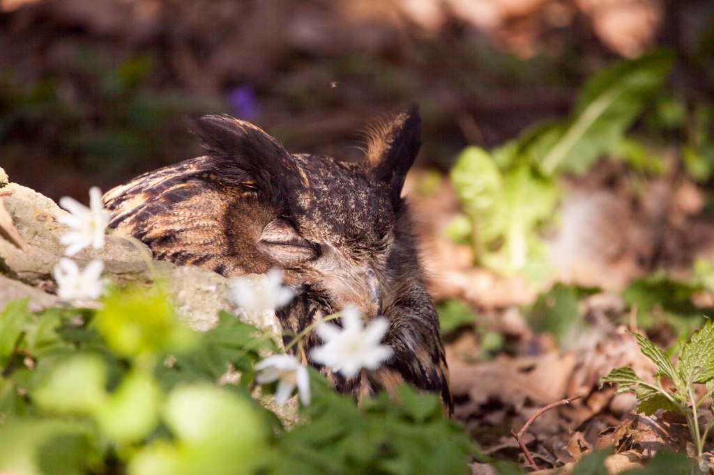 2015-online_0435_sigma-150-600mm-c-02_003