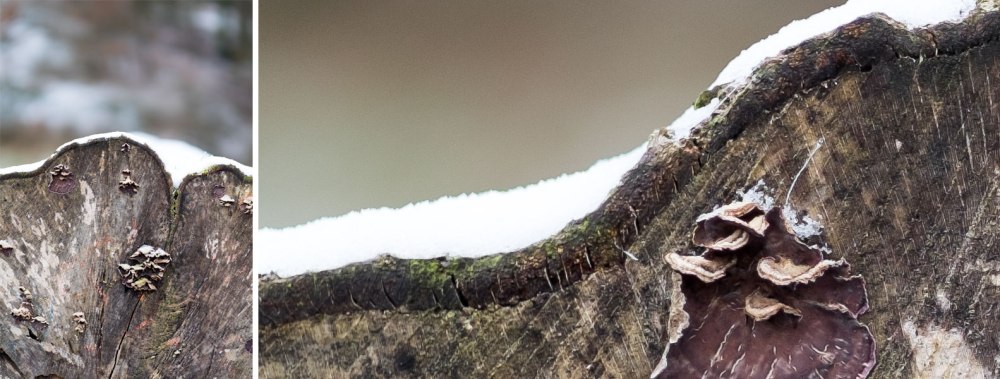 hands-on_fujinon-56mmf12apd-sharpness002