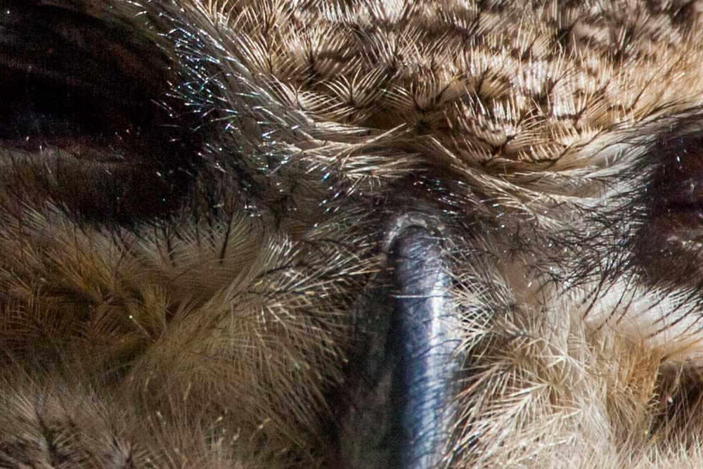 hands-on_sigma-150-600mm-c-_100percent001