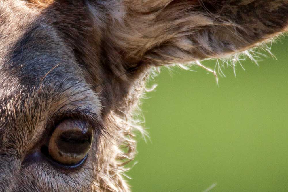 hands-on_sigma-150-600mm-c-_100percent002