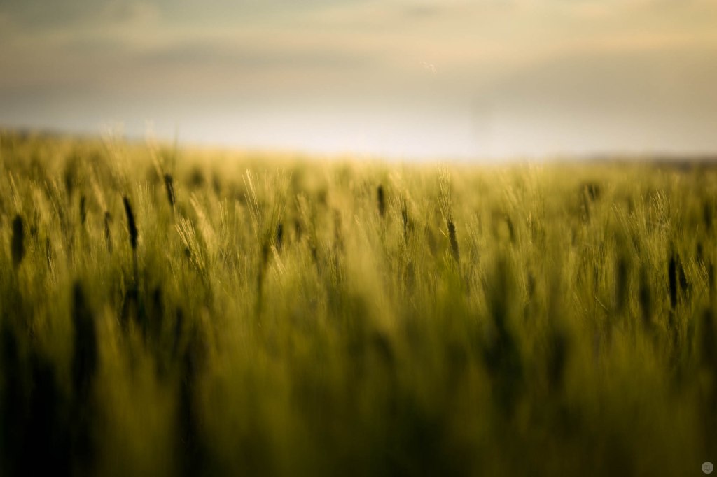 Dunkelkammerkunst 8: Replichrome:&nbsp;Slide