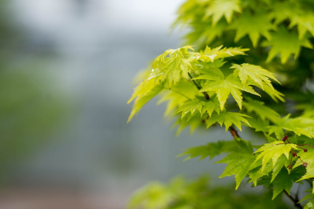 2015-online_0538_hands-on_nikkor-105f18_008