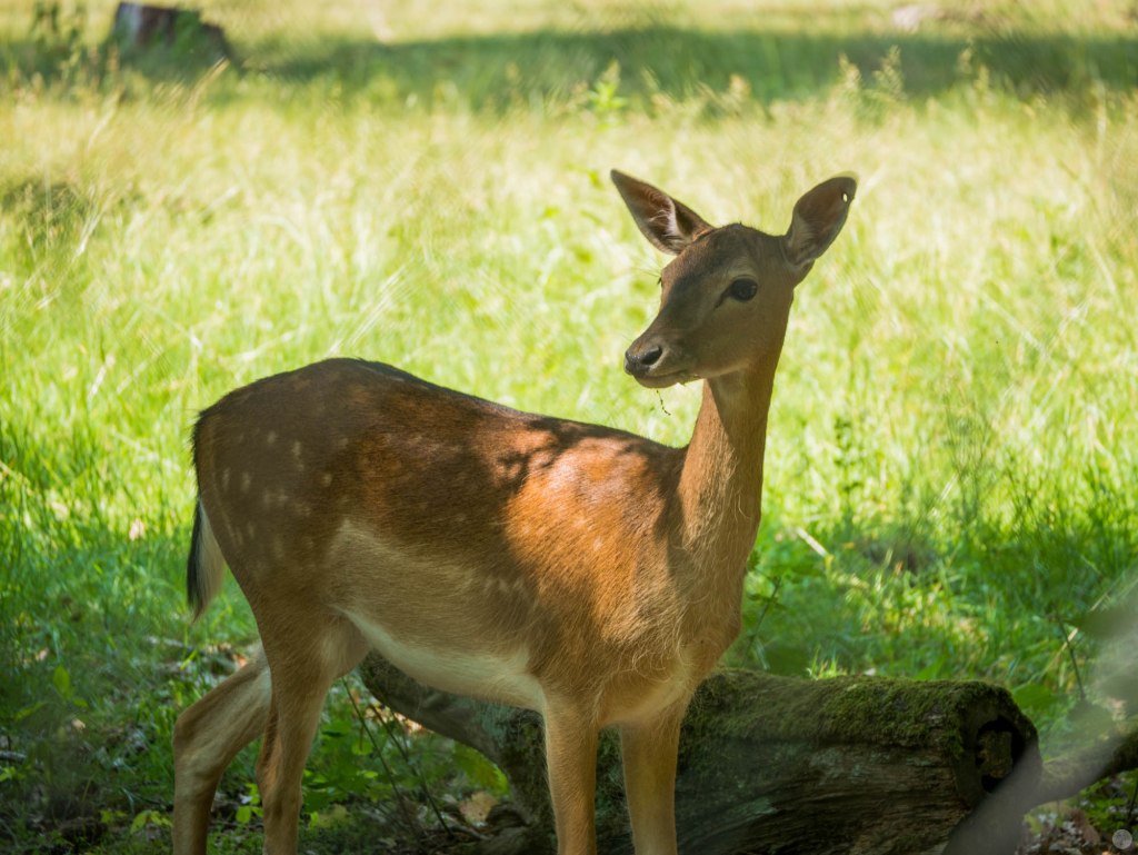 2015-online_0552_hands-on_panasonic-g70_001