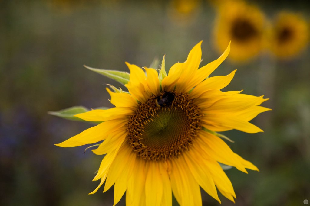 2015-online_0592_hands-on_canon-5ds_022