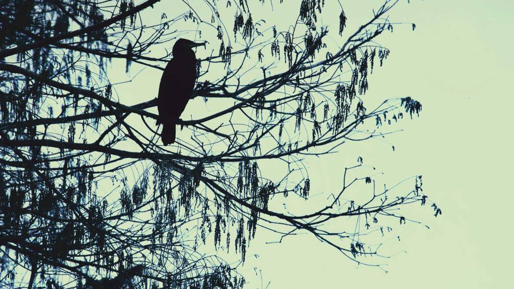 artikelbild_dunkelkammerkunst_red-leaf-redwood