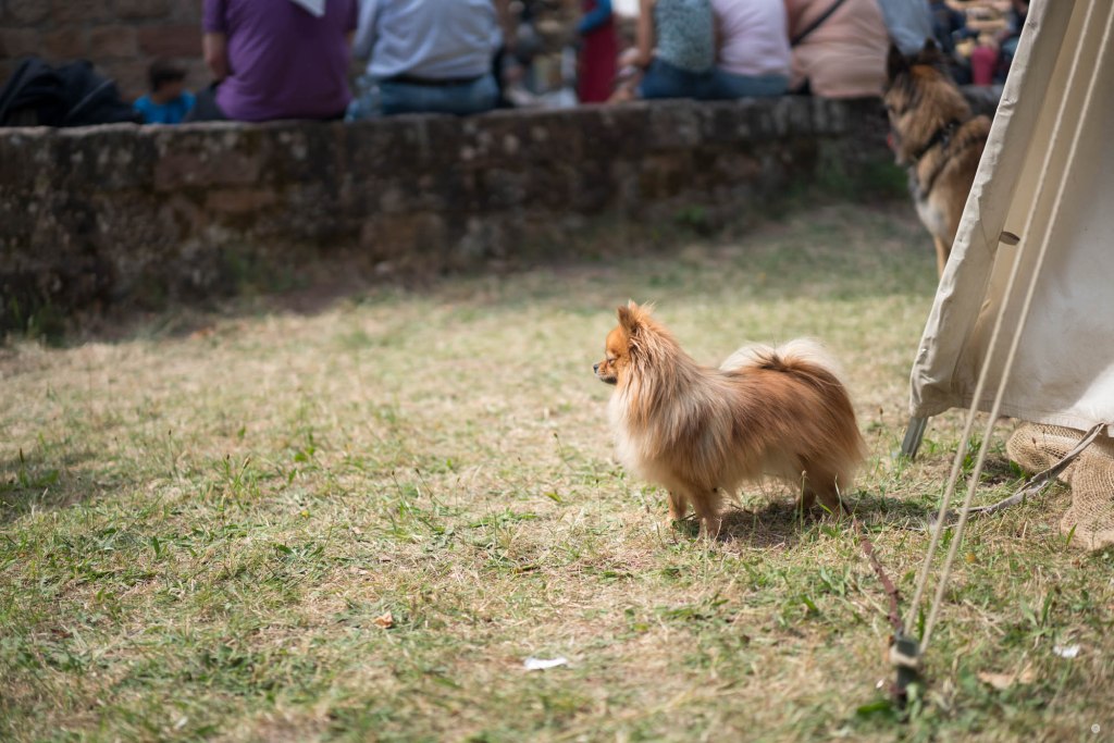 2015-online_0859_hands-on_sony-a7r2_019