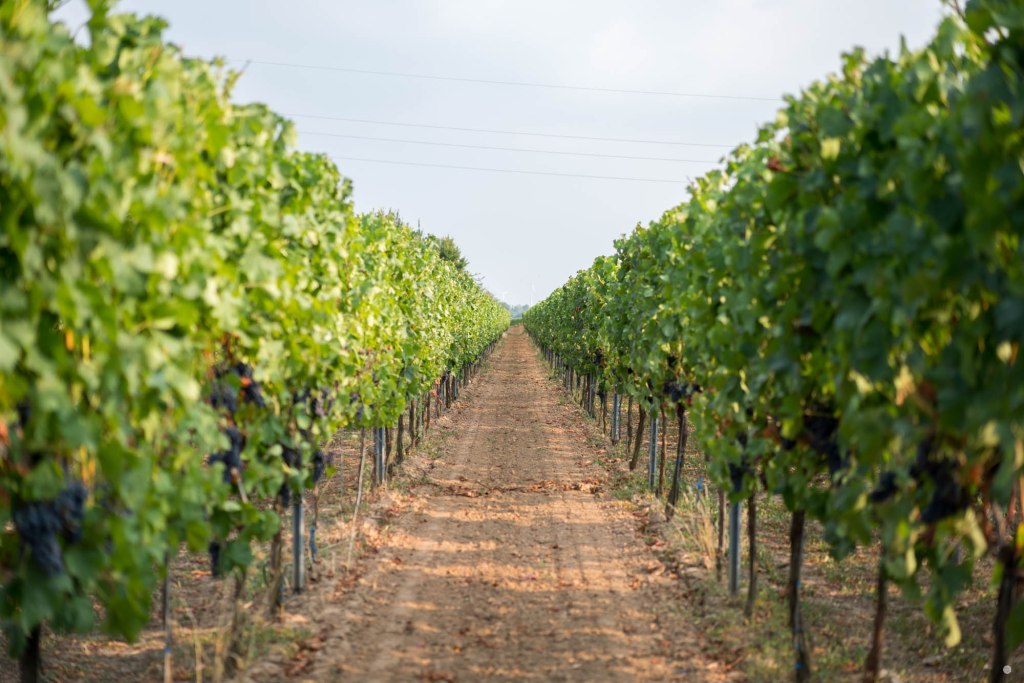 2015-online_0867_hands-on_sony-a7r2_027