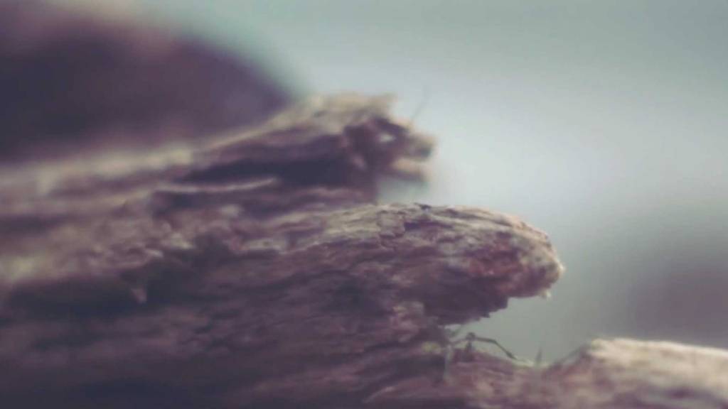 vdw_artikelbild_novo-amor-from-gold