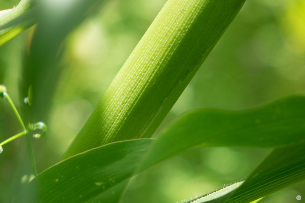 2015-online_1011_hands-on_sony-rx10-m2_012