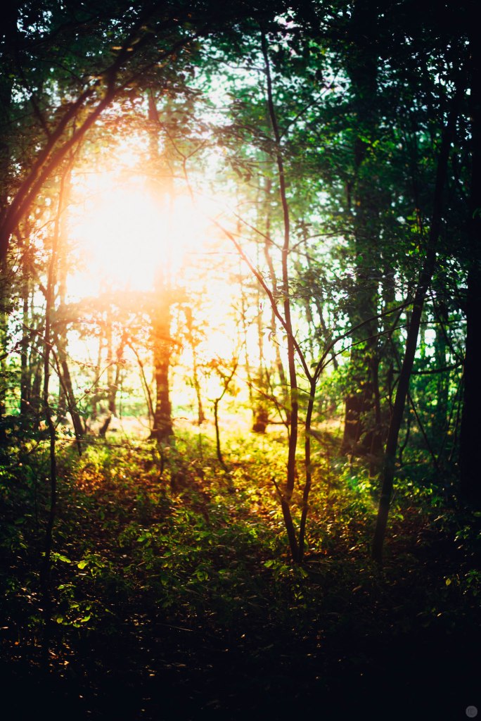 2014-online_0874_fiery-trees_001