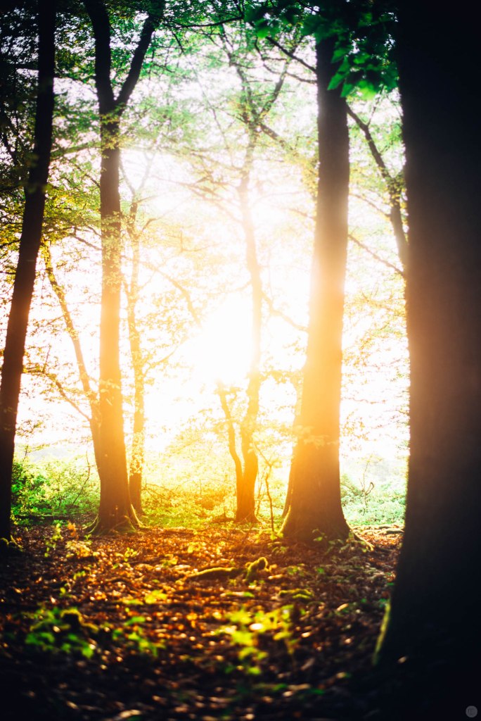 2014-online_0875_fiery-trees_002