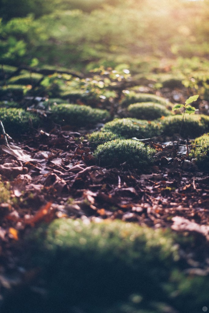 2014-online_0876_waning-light_001