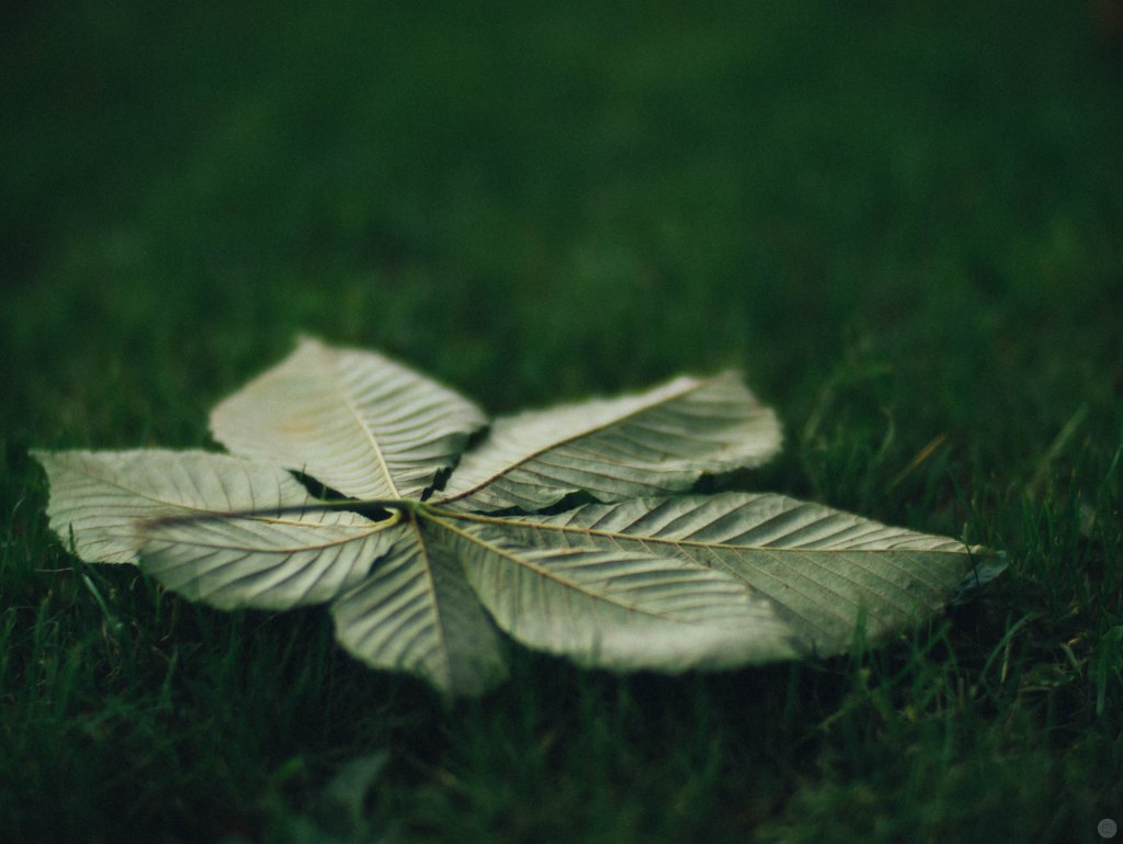 2014-online_0888_green-vs-green_001