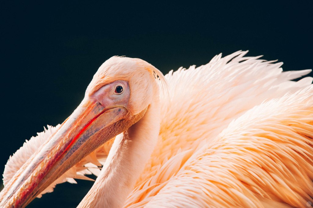 2014-online_1182_radomal_001