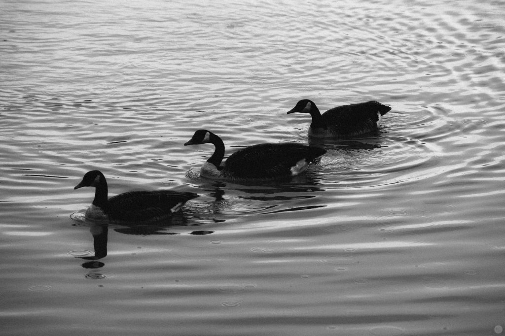 2014-online_1184_three-take-a-swim_001