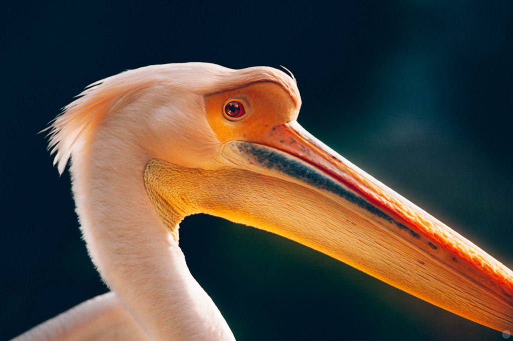 2014-online_1185_radamal_001