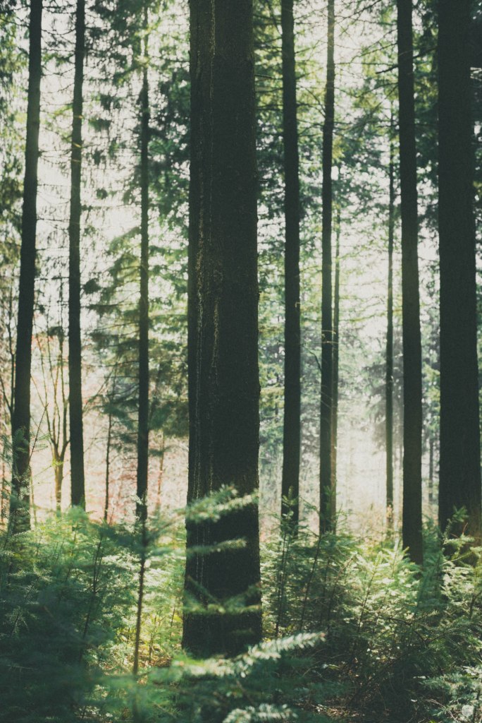 2015-online_0897_greenish_003