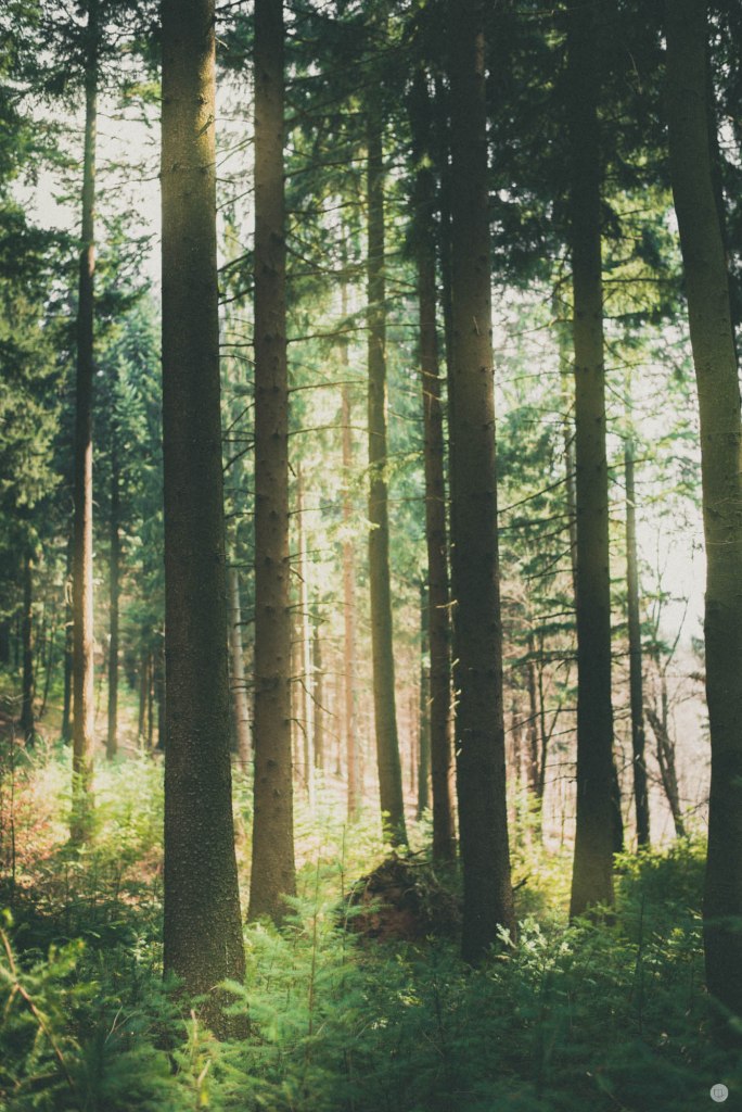 2015-online_0898_greenish_004